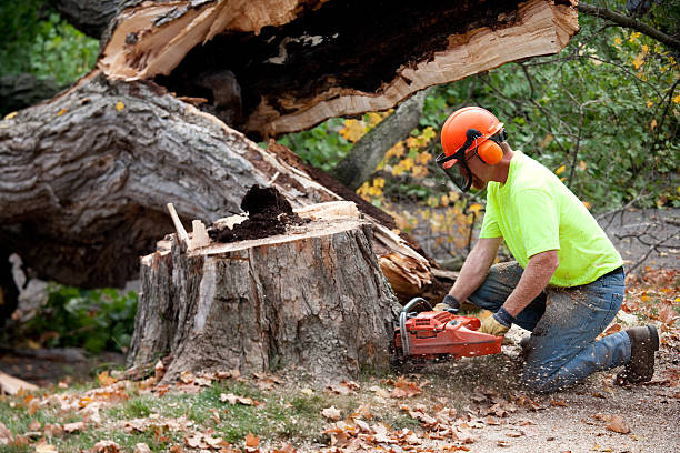 Best Commercial Tree Services  in Wickerham Manor Fisher, PA