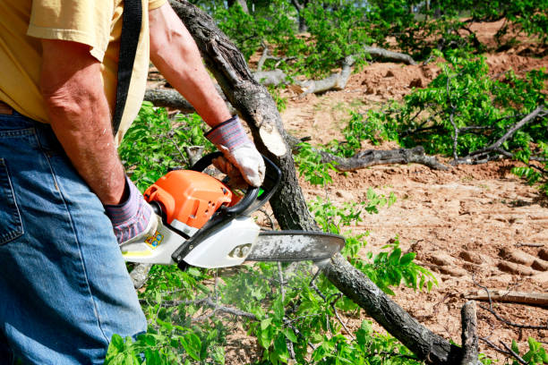 How Our Tree Care Process Works  in  Wickerham Manor Fisher, PA